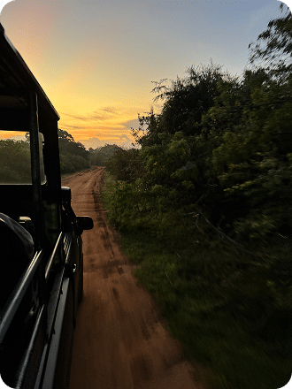 Safari au coucher du soleil sur une piste en pleine nature, vue depuis un véhicule